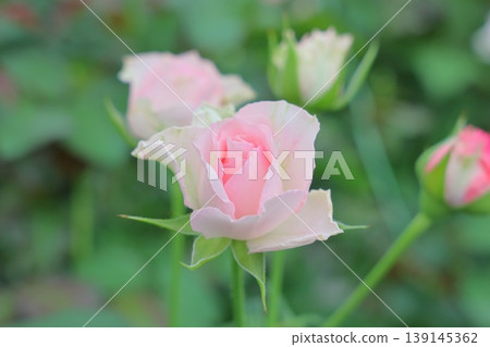 Pink rose Pink rose 139145362