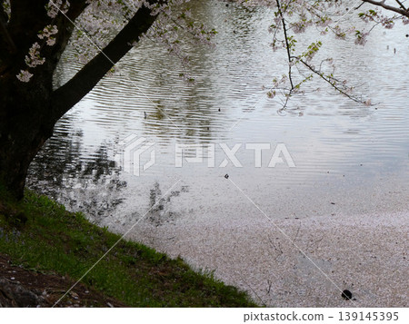 弘前公園是著名的賞櫻勝地,這裡的櫻花比往年更早地抽出了葉子,花瓣飄落在地上,構成了一幅如詩如畫的景象。 弘前公園是著名的賞櫻勝地,這裡的櫻花比往年更早地抽出了葉子,花瓣飄落在地上,構成了一幅如詩如畫的景象。 139145395