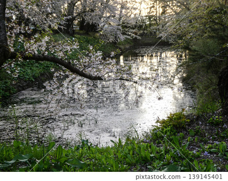 弘前公園護城河上的花筏是著名的賞櫻勝地;今年的花筏比往年更早盛開,營造出如詩如畫的景象。 弘前公園護城河上的花筏是著名的賞櫻勝地;今年的花筏比往年更早盛開,營造出如詩如畫的景象。 139145401