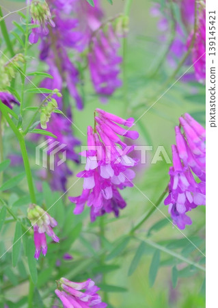 Purple flower: Vicia cracca 139145421