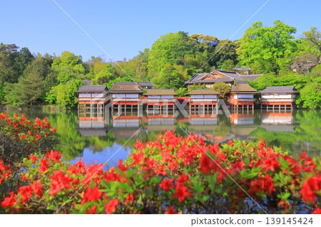 長岡天滿宮、八丈池杜鵑花盛開（京都府長岡京市）、錦州亭、霧島杜鵑花 139145424
