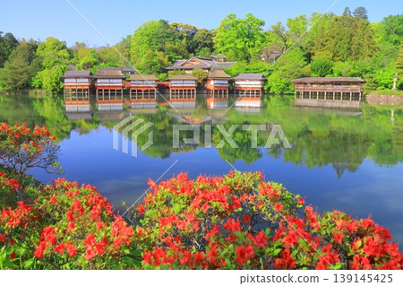 長岡天滿宮八丈池的杜鵑花盛開（京都府長岡京市） 139145425