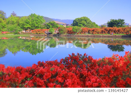 長岡天滿宮八丈池的杜鵑花盛開（京都府長岡京市） 139145427