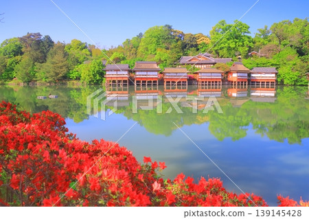 Azaleas blooming at Hachijo-ga-ike Pond in Nagaoka Tenmangu Shrine (Nagaokakyo City, Kyoto Prefecture) Azaleas blooming at Hachijo-ga-ike Pond in Nagaoka Tenmangu Shrine (Nagaokakyo City, Kyoto Prefecture) 139145428