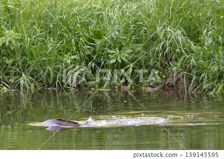 Koma River/Kinchakuda: Carp spawning season (Hidaka City, Saitama Prefecture) Koma River/Kinchakuda: Carp spawning season (Hidaka City, Saitama Prefecture) 139145595