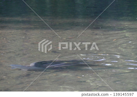 Koma River/Kinchakuda: Carp spawning season (Hidaka City, Saitama Prefecture) 139145597