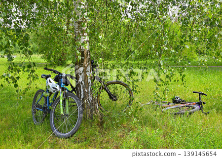 Bicycles under birch tree Bicycles under birch tree 139145654