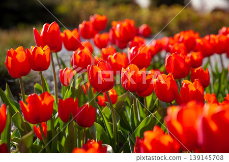 Red tulips background. Flower bud in spring. Tulip close up. Red tulips background. Flower bud in spring. Tulip close up. 139145708