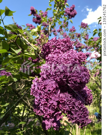Purple lilac blossoms on a tree branch with green leaves under a clear blue sky Purple lilac blossoms on a tree branch with green leaves under a clear blue sky 139145762