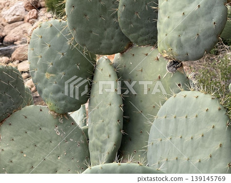 Cactus pads with spines in natural desert setting make a suitable nature background 139145769