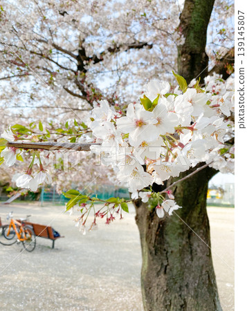 Cherry blossoms in full bloom and sunlight filtering through the trees in a spring park Cherry blossoms in full bloom and sunlight filtering through the trees in a spring park 139145807