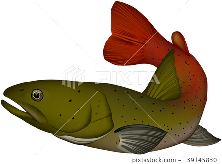 魚類插圖：阿穆爾哲羅魚（哲羅魚），向量格式，白色背景上的單張圖片。 139145830