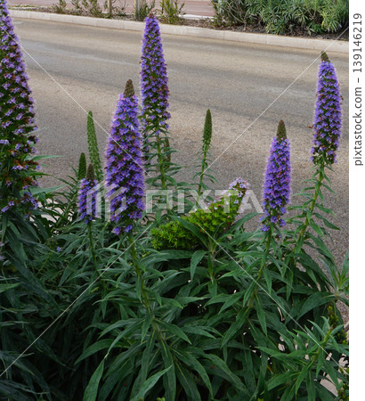 Echium candicans Pride of Madeira plant Echium candicans Pride of Madeira plant 139146219