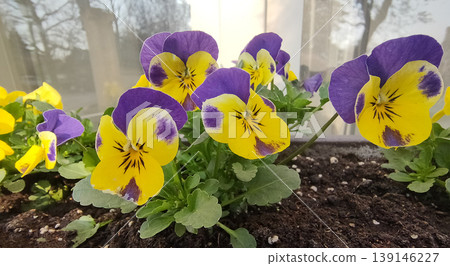 group of perennial yellow-violet Viola cornuta, known as horned pansy or horned violet group of perennial yellow-violet Viola cornuta, known as horned pansy or horned violet 139146227