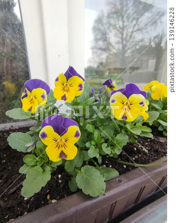 group of perennial yellow-violet Viola cornuta, known as horned pansy or horned violet group of perennial yellow-violet Viola cornuta, known as horned pansy or horned violet 139146228
