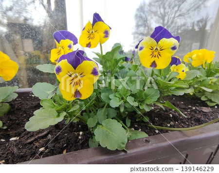 group of perennial yellow-violet Viola cornuta, known as horned pansy or horned violet group of perennial yellow-violet Viola cornuta, known as horned pansy or horned violet 139146229