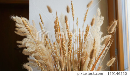 Golden Wheat Stalks and Grains on White Background Golden Wheat Stalks and Grains on White Background 139146230