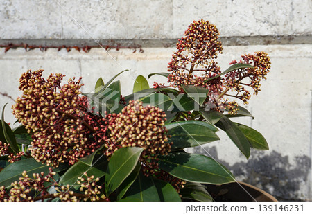 White flowers opening from dark red buds of Skimmia japonica 'Rubella' White flowers opening from dark red buds of Skimmia japonica 'Rubella' 139146231