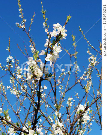 white flowers in the blue sky white flowers in the blue sky 139146251