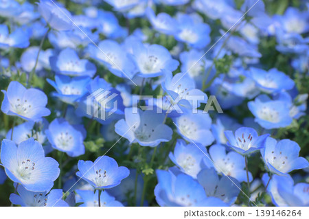 一片盛開的藍色粉蝶花：春日美景。 139146264