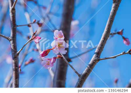 慶應櫻花樹的粉紅色花朵在藍天的襯托下格外醒目。 139146294