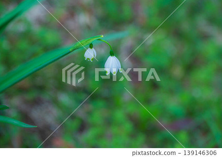 The snowdrop's white, delicate flowers 139146306