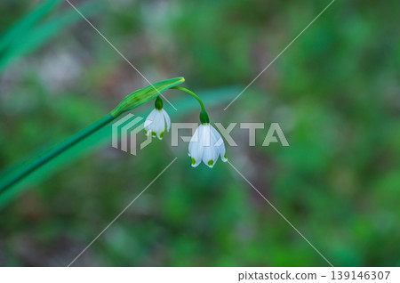 The snowdrop's white, delicate flowers 139146307