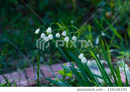 The snowdrop's white, delicate flowers 139146309