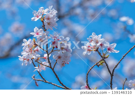 染井吉野櫻花淡粉紅色的花朵在藍天的襯托下顯得格外美麗。 139146310