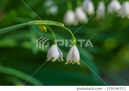 The snowdrop's white, delicate flowers 139146311