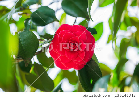 紅乙女山茶花的花朵優雅美麗。 139146312
