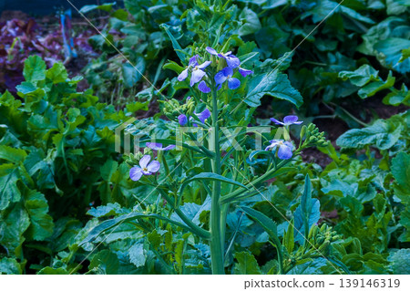 Blue flowers of the radish Blue flowers of the radish 139146319