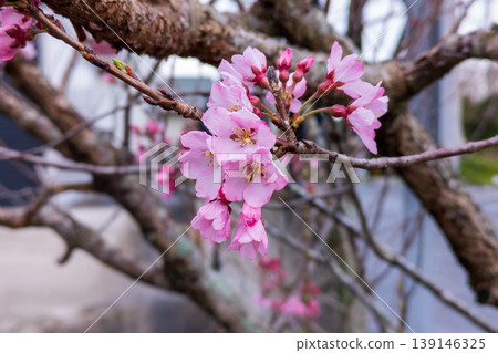 岡龜櫻的粉紅色花朵 139146325