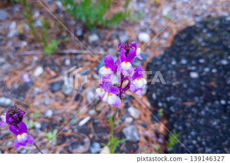 路邊盛開的紫色金魚草花 路邊盛開的紫色金魚草花 139146327