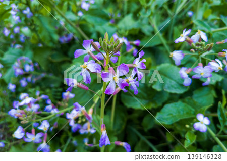 海蘿蔔的藍色花朵 139146328