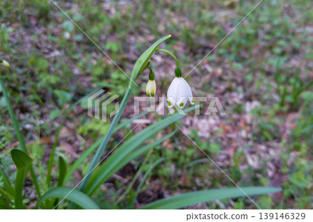 The snowdrop's white, delicate flowers 139146329