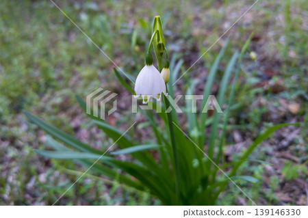 The snowdrop's white, delicate flowers 139146330