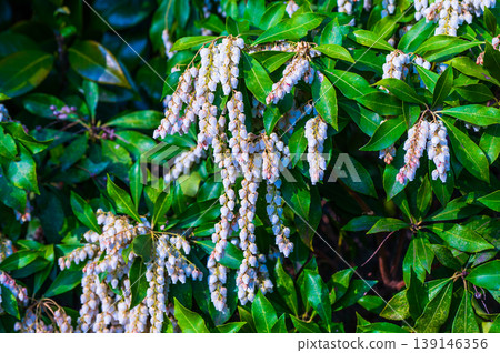 日本杜鵑(Pieris japonica)的白色鐘形花朵 日本杜鵑(Pieris japonica)的白色鐘形花朵 139146356