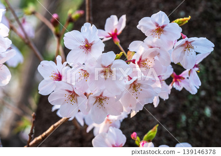 染井吉野櫻花盛開,粉嫩的花朵競相綻放。 染井吉野櫻花盛開,粉嫩的花朵競相綻放。 139146378