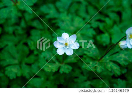 鬆弛的海葵白花 鬆弛的海葵白花 139146379