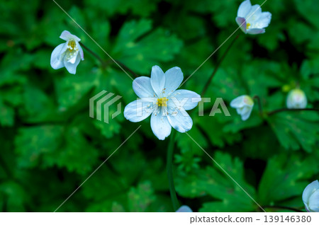 White flowers of flaccid anemone White flowers of flaccid anemone 139146380