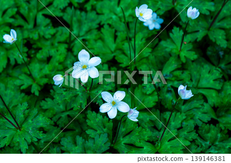 White flowers of flaccid anemone White flowers of flaccid anemone 139146381