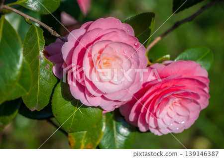 The elegant pink flowers of the Otome Tsubaki (Maiden Camellia) The elegant pink flowers of the Otome Tsubaki (Maiden Camellia) 139146387