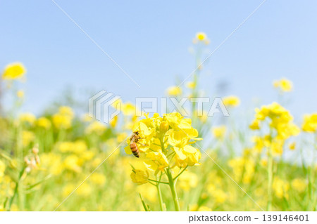藍天下,蜜蜂正在油菜花上採集花蜜。 藍天下,蜜蜂正在油菜花上採集花蜜。 139146401