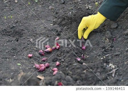 Planting red onions in a garden bed during early spring with careful attention to soil conditions and spacing Planting red onions in a garden bed during early spring with careful attention to soil conditions and spacing 139146411