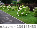 Beautiful hydrangea flowers in a garden setting with outdoor furniture. 139146433