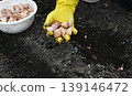 Gardener planting garlic cloves in soil on a sunny day in spring 139146472