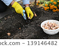 In autumn, gardeners plant garlic cloves in loose soil, planting in winter. 139146482