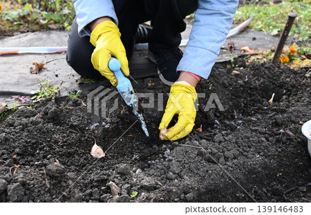 In autumn, gardeners plant garlic cloves in loose soil, planting in winter. 139146483