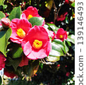 春天花園裡盛開的黃水仙花 139146493